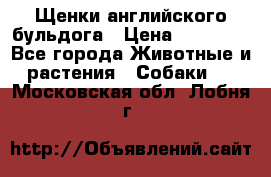 Щенки английского бульдога › Цена ­ 40 000 - Все города Животные и растения » Собаки   . Московская обл.,Лобня г.